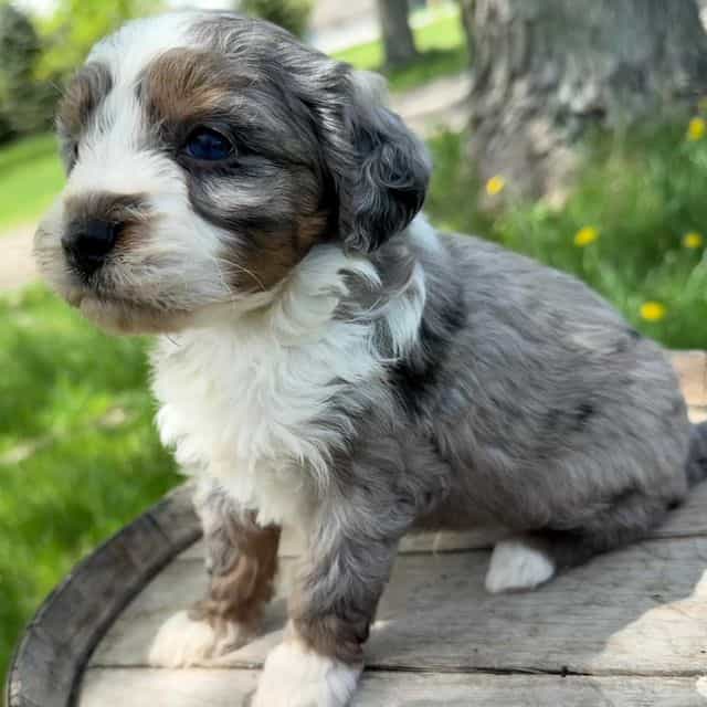 Steve - Bernedoodle Male
