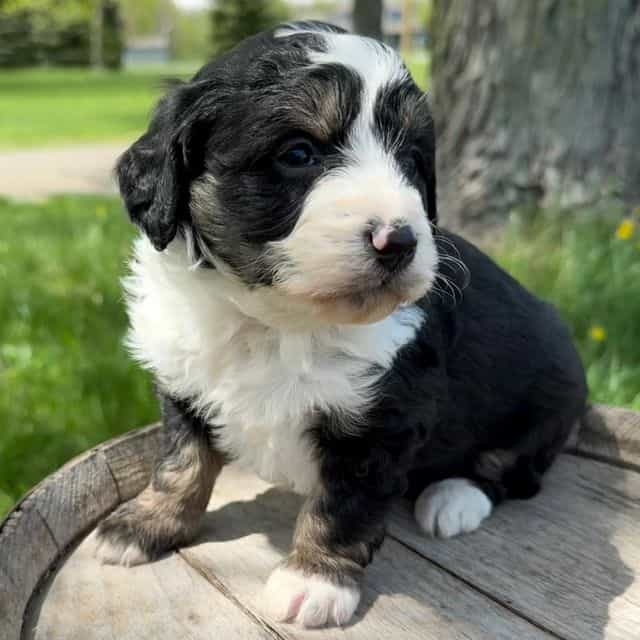 Darla - Bernedoodle Female