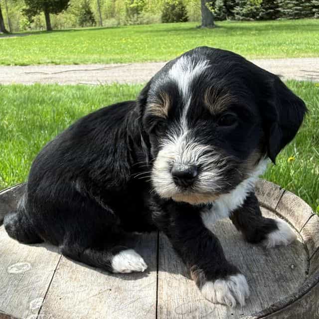 Alvin - Bernedoodle Male