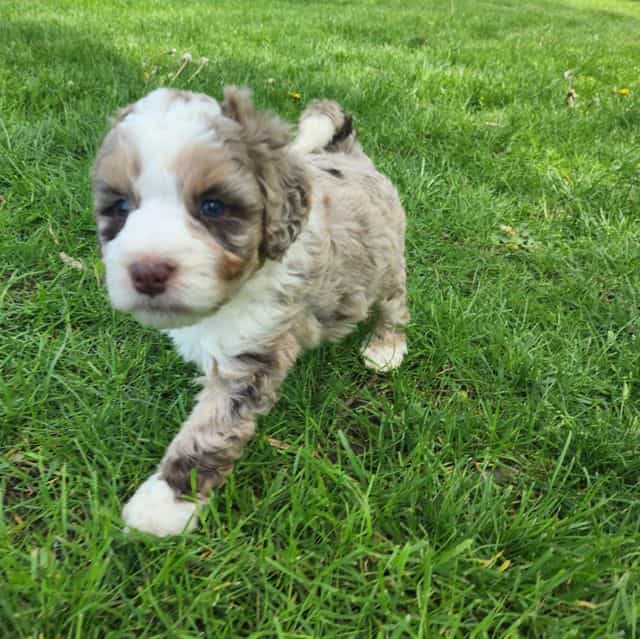 Mini f1b Floren - Bernedoodle Female