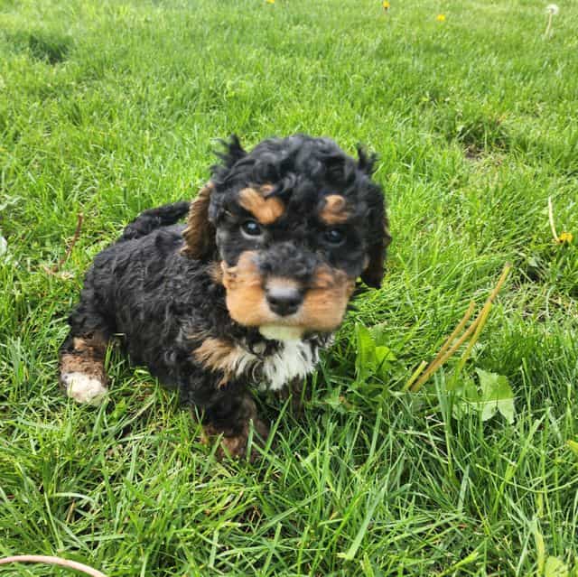 Mini f1b Tucker - Bernedoodle Male