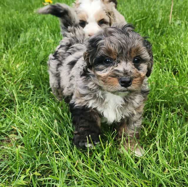 Pretzel f1b - Bernedoodle Female