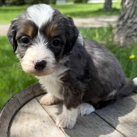 Ranger - Bernedoodle Male