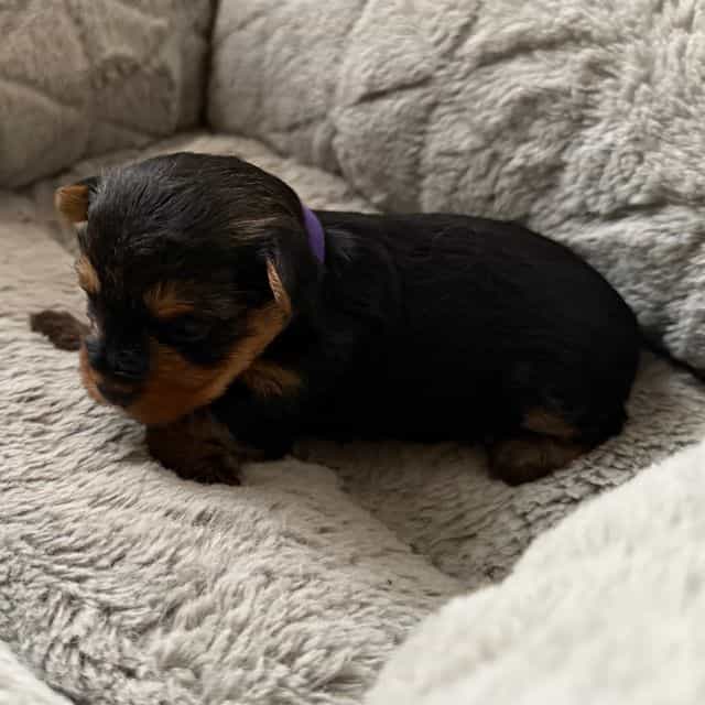 Puppy 3 - Yorkshire Terrier Female