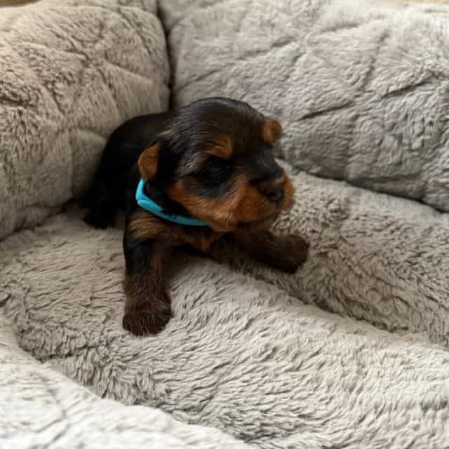 Puppy 2 - Yorkshire Terrier Male