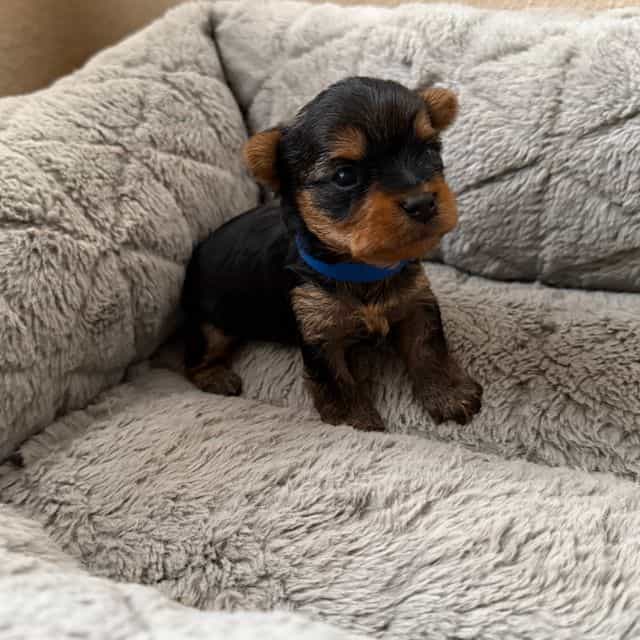 Puppy 1 - Yorkshire Terrier Male
