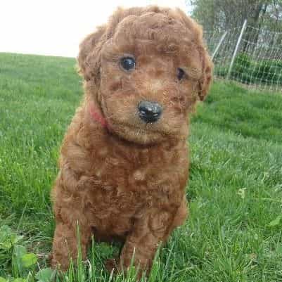 London - Goldendoodle Male