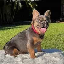 Monique - French Bulldog Female