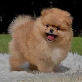 Leo -  Teddy Be - Pomeranian Male