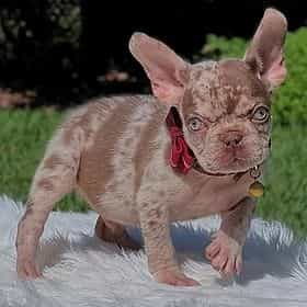 Snickers - French Bulldog Male