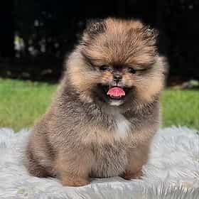 Nico - Teddy Be - Pomeranian Male