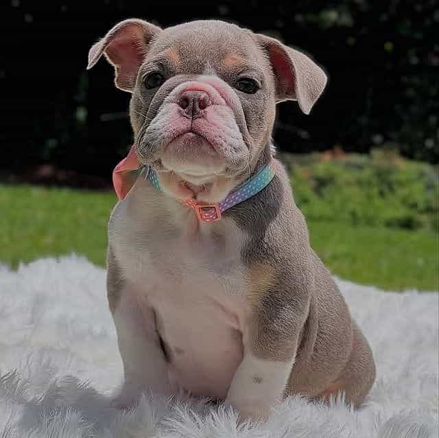 MILA - English Bulldog Female