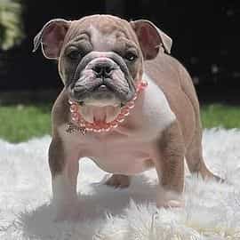 Maggie  - English Bulldog Female