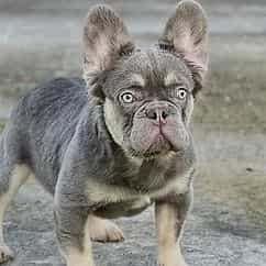 Charlie - French Bulldog Male