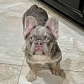 Drako - French Bulldog Male