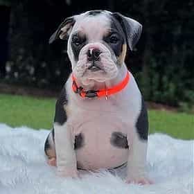 MAVERICK - English Bulldog Male