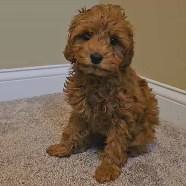 Pippin - Cavapoo Male