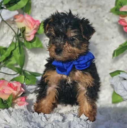 Apollo - Yorkshire Terrier Male