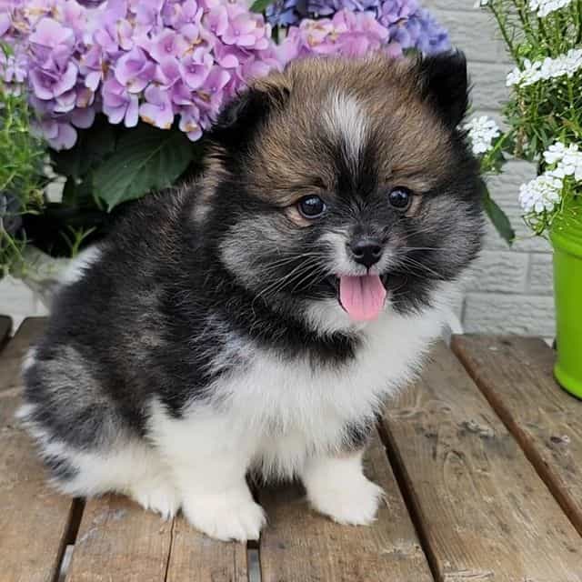 Trish - Pomeranian Female