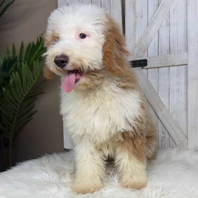 Sonny - Bernedoodle Male