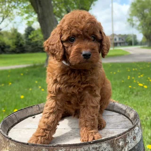  Sebastian - Goldendoodle Male
