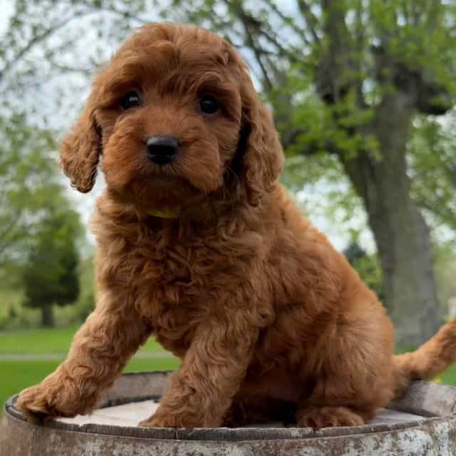 Miley - Goldendoodle Female