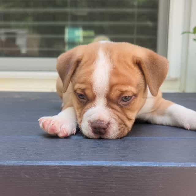 Chubbs - American Bully Male
