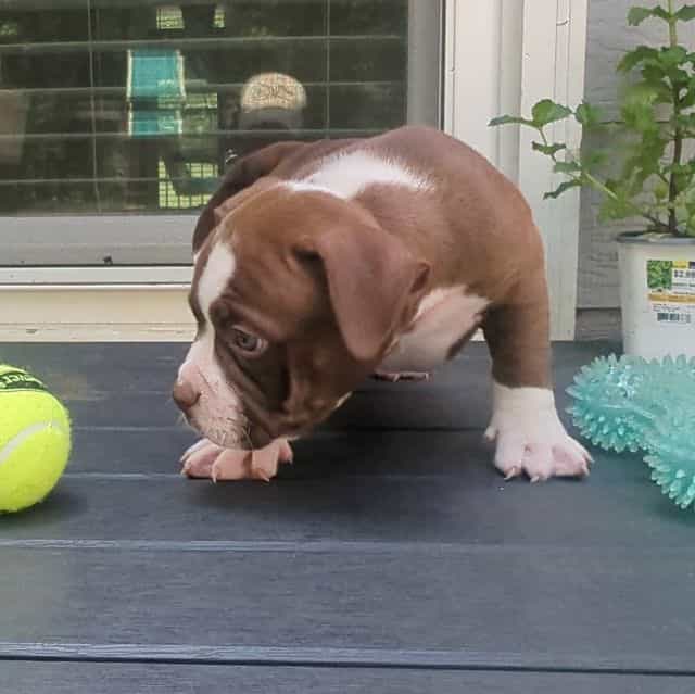 Cinna - American Bully Female