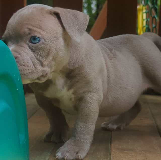 Ella - American Bully Female