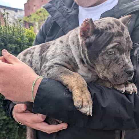 SAMSON - American Bully Male
