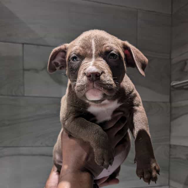 KIT KAT - American Bully Female