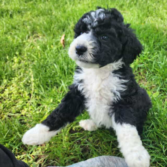Pinto - Bernedoodle Female