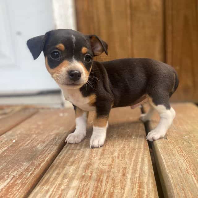 Blippi - Chihuahua Male