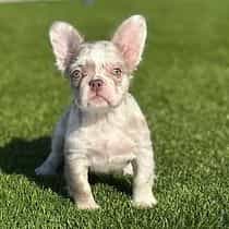 Leah - Fluffy - - French Bulldog Female