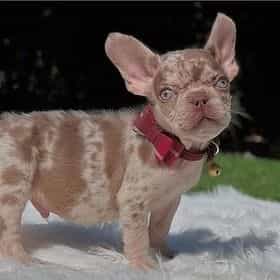 Snicker - French Bulldog Male