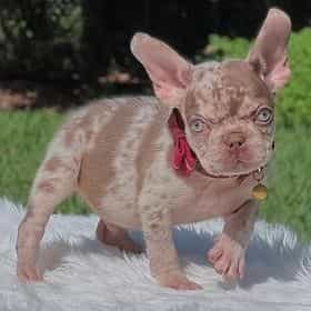 Snicker - French Bulldog Male