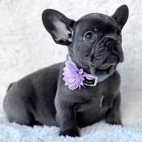 Emma - French Bulldog Female