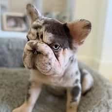 Sophie - French Bulldog Female