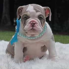 Mystic - English Bulldog Female