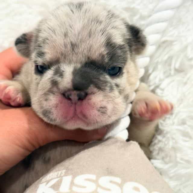 Onyx - French Bulldog Male