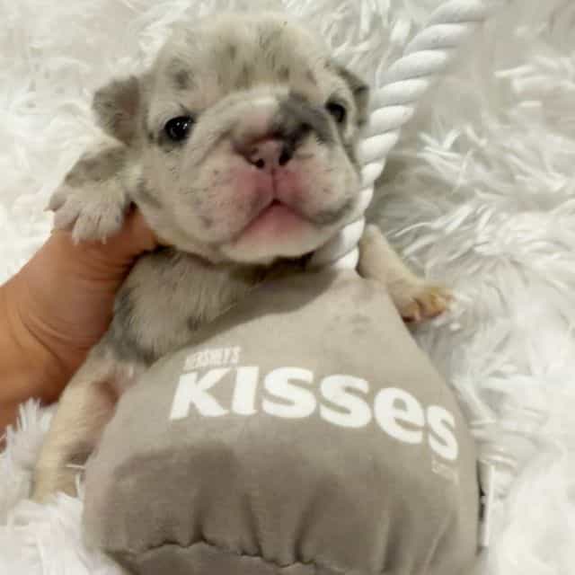 Rarity  - French Bulldog Female