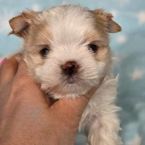 Leo - Yorkshire Terrier Male