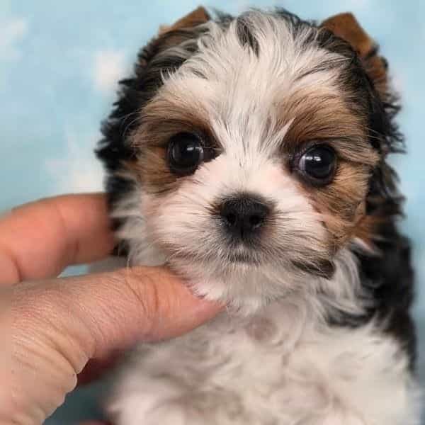 Tiny Tate - Biewer Terrier Male