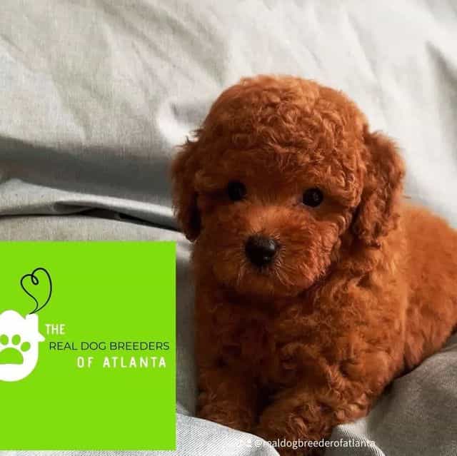 Crimson  - Toy Poodle Male