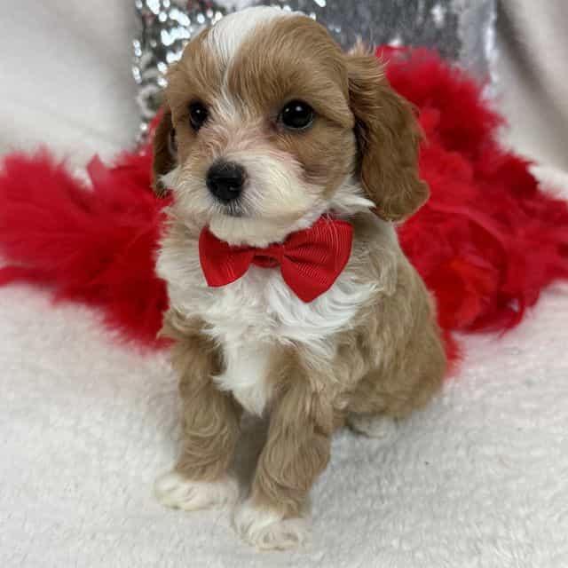 Maddie Red Boy - Cavapoo Male