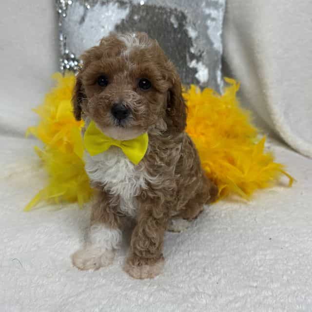 Riley Yellow Bo - Cavapoo Male