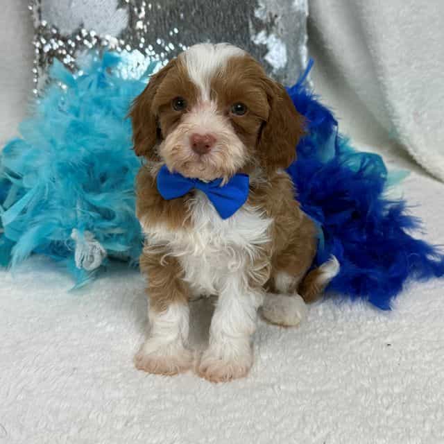 Riley Blue Boy - Cavapoo Male