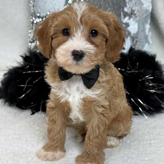 Riley Black Boy - Cavapoo Male