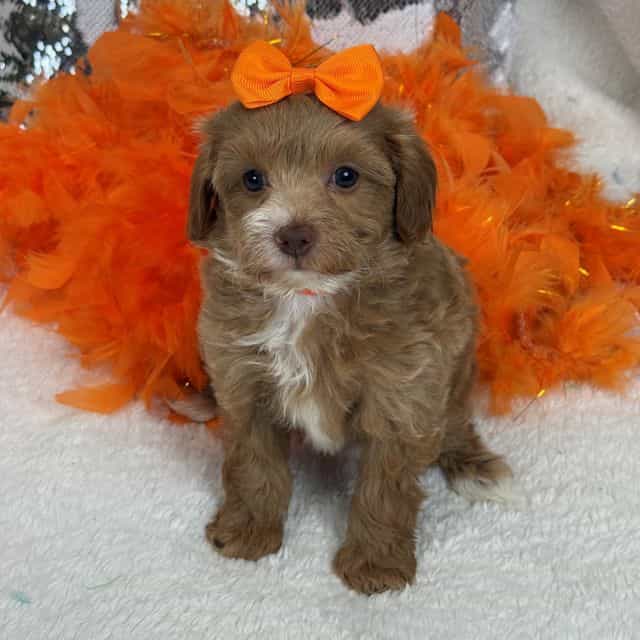 Rae Rae Orange  - Cavapoo Female