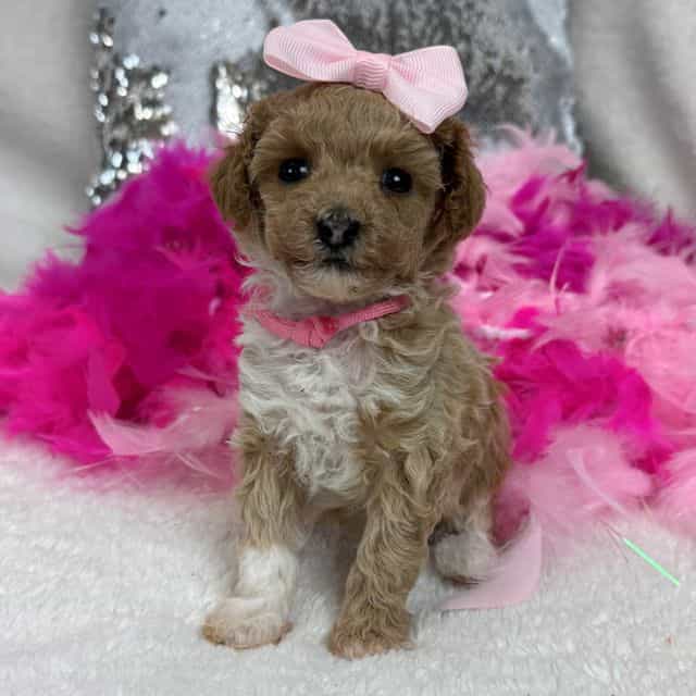 Scarlett's Pink - Toy Poodle Female